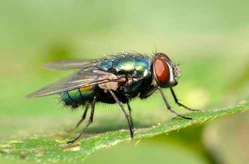 Estudo afirma que moscas são transmissores potenciais de diversas doenças